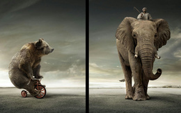 3d обои Цирк на свежем воздухе (мишка на трёхколёсном велосипеде, слон с наездником)  слоны