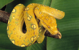 3d обои Жёлтый питон  змеи