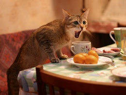3d обои Рыжий кот пьет чай из кружки  1024х768