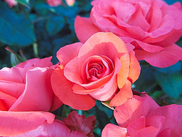 3d обои Розовые розы  1024х768