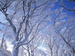 3d обои Деревья в снегу холодной зимой  1024х768