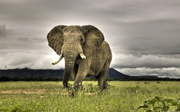 3d обои Слон на просторах дикой природы  слоны