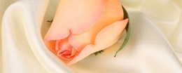 3d обои Розовая роза на шелке  2560х1024