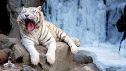 3d обои Белый тигр лежит возле водопада  тигры