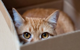3d обои Рыжий кот в коробке  глаза