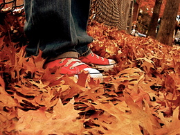 3d обои Красные кеды стоят на осенних листьях  осень