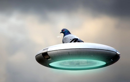 3d обои Голубь на летающей тарелке (UFO)  сюрреализм