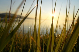 3d обои Восход солнца сквозь траву у озера, с каплями росы  3888х2592
