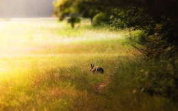 3d обои Заяц в траве  кролики