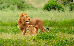 3d обои Лев и его львица  львы