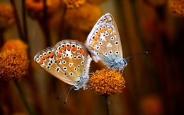 3d обои Бабочки  бабочки
