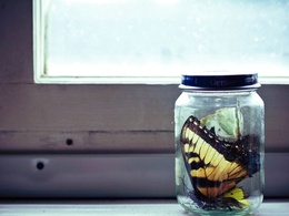 3d обои Бабочка в банке возле окна  бабочки