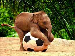 3d обои Слонёнок играет с мячиком  слоны