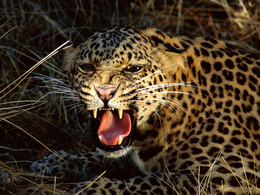 3d обои Злобный оскал леопарда  леопарды