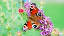 3d обои Красивая бабочка на цветке  бабочки