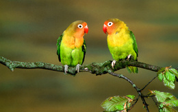 3d обои Два попугайчика сидят на ветке дерева  любовь