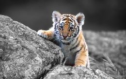 3d обои Тигрёнок  тигры