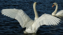 3d обои Лебеди на озере  2560х1440