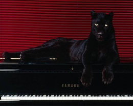 3d обои Чёрная пантера на чёрном пианино YAMAHA  бренд