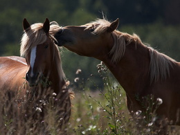 3d обои Лошади на природе  лошади