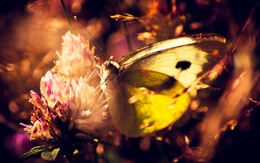 3d обои Бабочка на цветке  бабочки