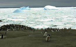 3d обои Лежбище пингвинов  снег