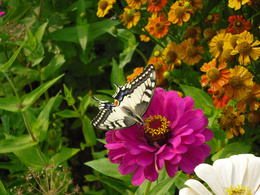 3d обои Бабочка на георгине  бабочки