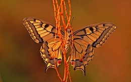 3d обои Желтая бабочка расправила крылышки  бабочки
