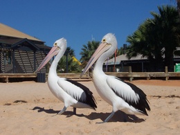 3d обои Пара величавых пеликанов  птицы