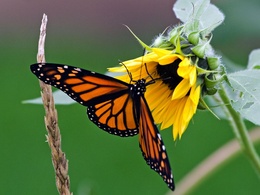 3d обои Бабочка на подсолнухе  бабочки