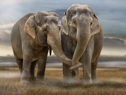 3d обои Слоновья любовь  слоны