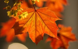 3d обои Осенняя ветка клена  осень