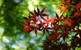 3d обои Осенние ветки с яркими листьями  осень