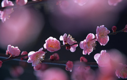 3d обои Розовые цветы вишни  цветы