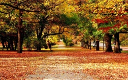 3d обои Осенний парк  листья