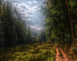 3d обои Дорога в густом лесу перед грозой  небо